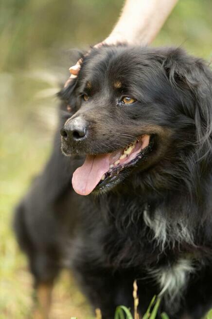 MORUSEK - cudowny psiak szuka najlepszego domu