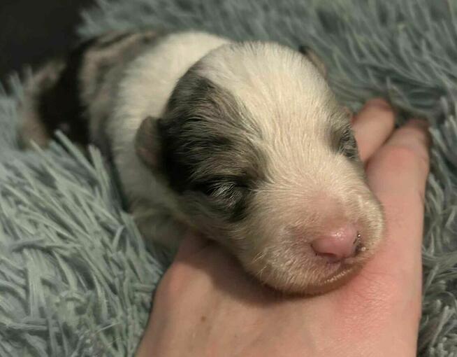 Border Collie suczka ZKwP