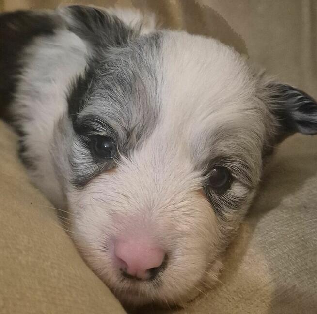 Border Collie suczka ZKwP