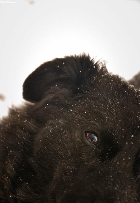 W 2019 roku Bratek został złapany na polu razem z trzema