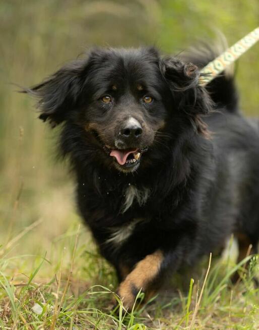 MORUSEK - cudowny psiak szuka najlepszego domu