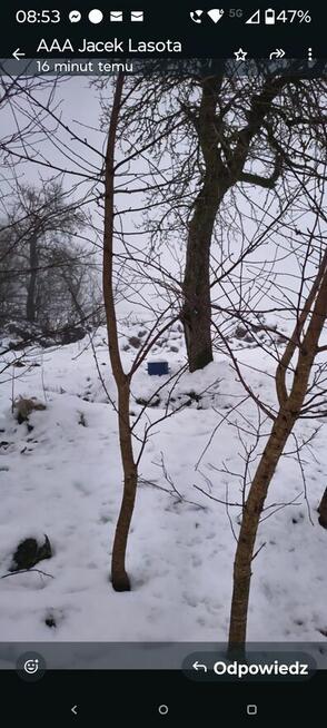 Drzewka Wiśniowe na sprzedaż