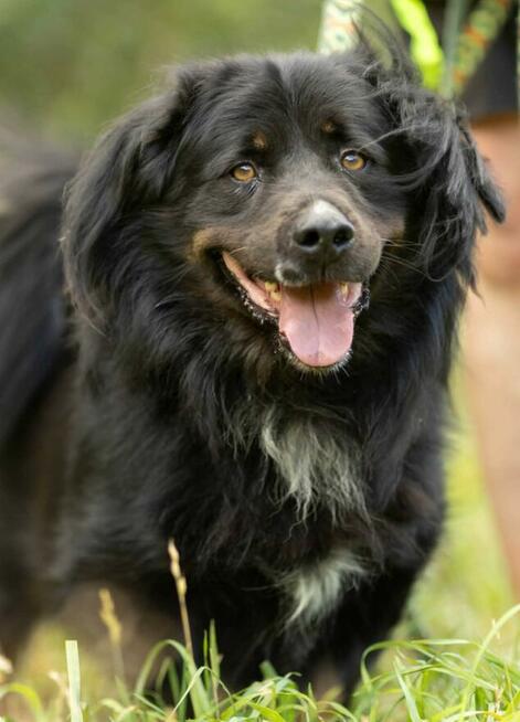 MORUSEK - cudowny psiak szuka najlepszego domu