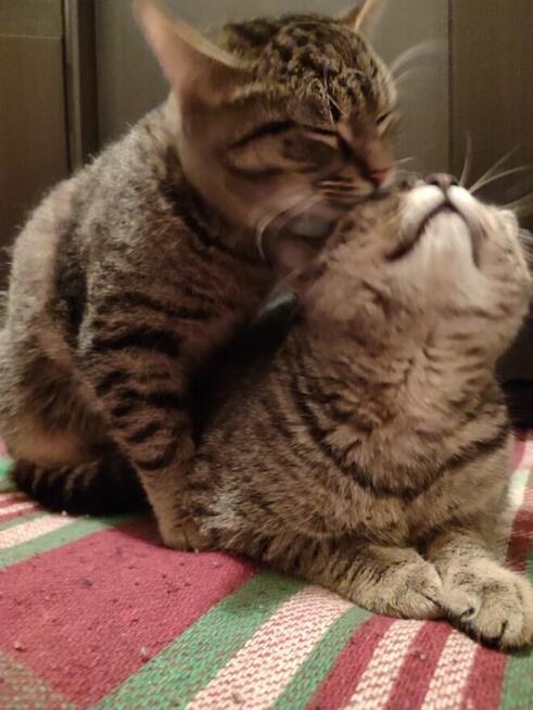 Koty do oddania. PILNIE!