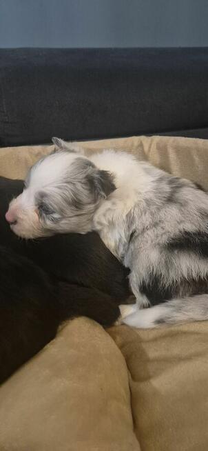 Border Collie suczka ZKwP