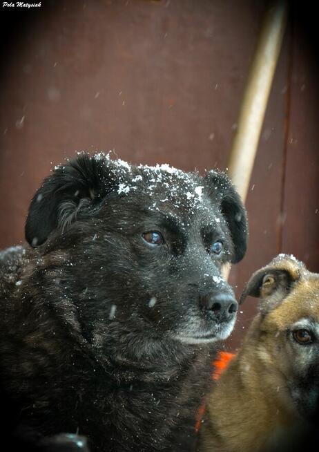W 2019 roku Bratek został złapany na polu razem z trzema