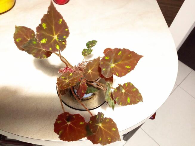 A może żyworódkę lub...