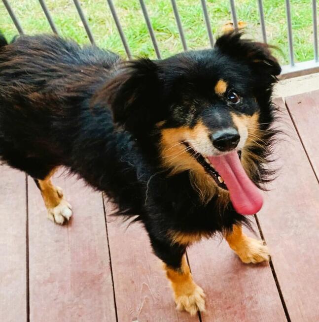 KRUCZEK - porzucony, niechciany psiak błaga o najlepszy dom