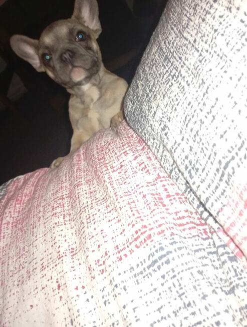 Odam w dobre ręce buldoga francuskiego