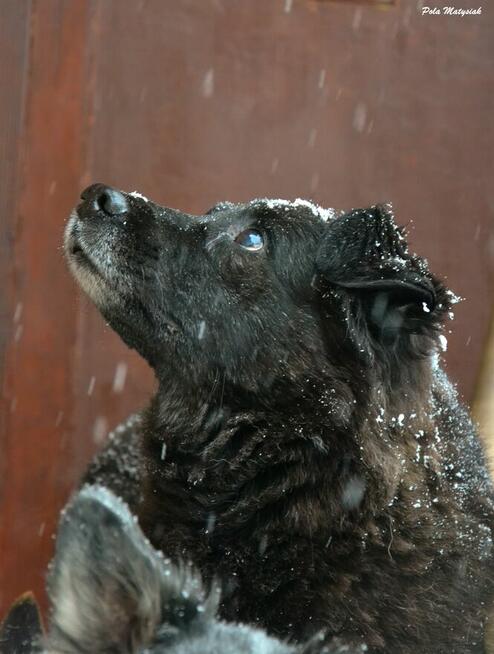 W 2019 roku Bratek został złapany na polu razem z trzema