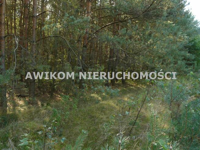 Działka leśna Przewodowice gm. Rawa Mazowiecka