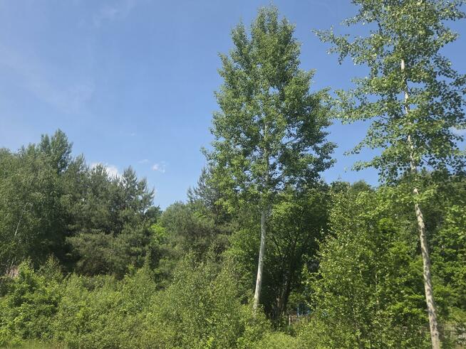 Działka budowlana Wiązowna