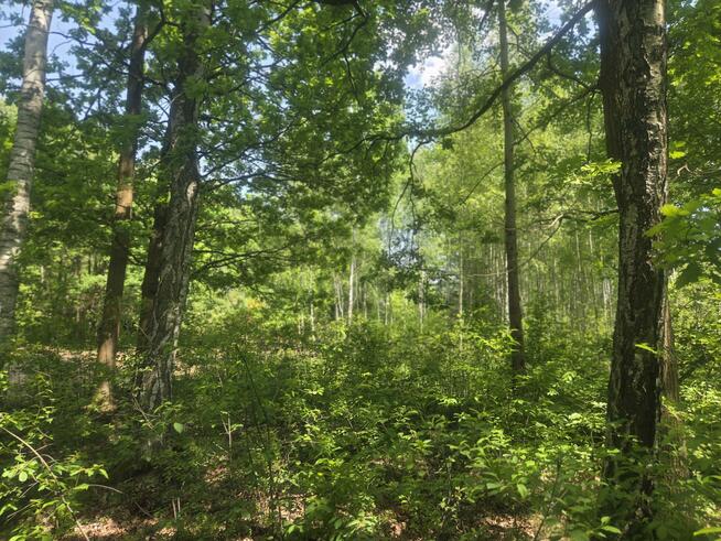 Działka budowlana Wiązowna