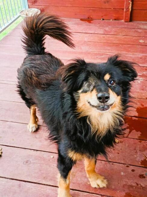 KRUCZEK - porzucony, niechciany psiak błaga o najlepszy dom