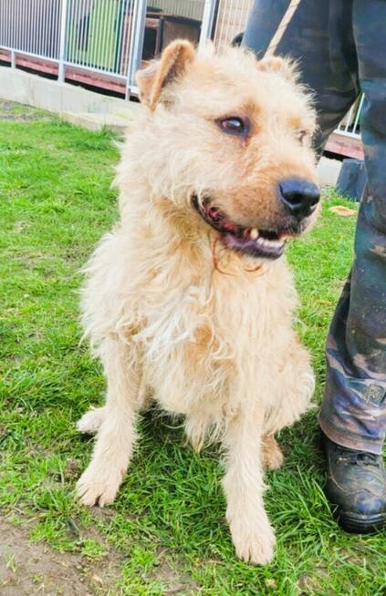 PESTO - piękny psiak w typie terriera szuka dobrego domu