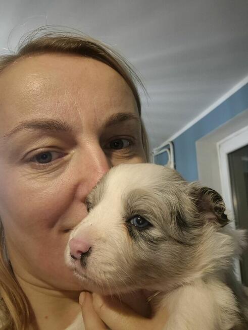 Border Collie suczka ZKwP
