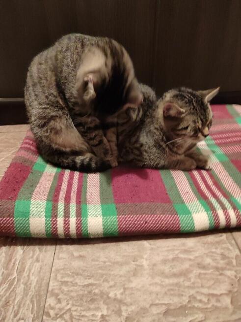 Koty do oddania. PILNIE!