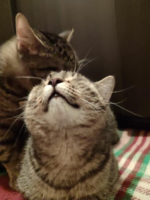 Koty do oddania. PILNIE!