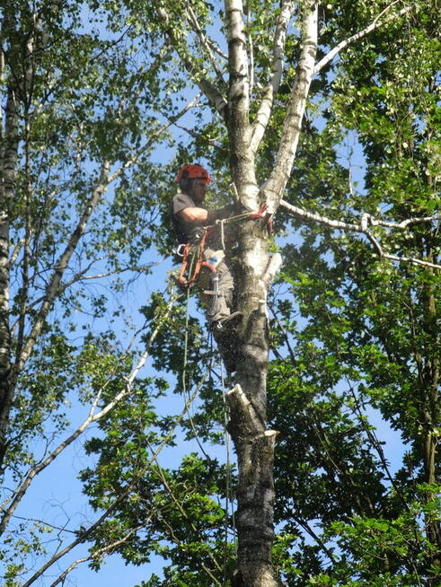 Przycinanie drzew, pielęgnacja drzew, wycinka Pruszków TANIO