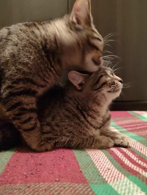 Koty do oddania. PILNIE!