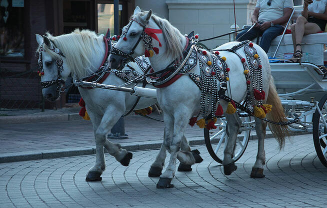 Szukam pracy jako fotograf