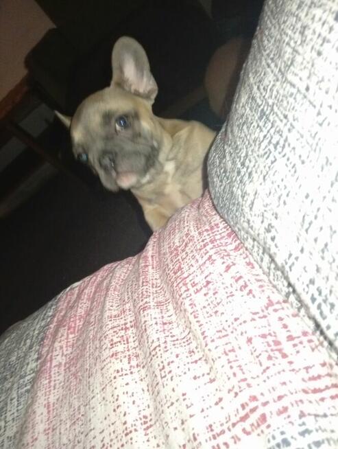 Odam w dobre ręce buldoga francuskiego