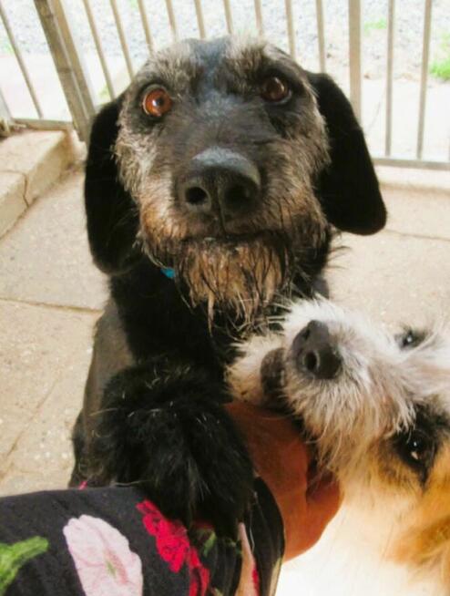 BRÓDKA - cudna sunia w typie mini wyżła szuka domu