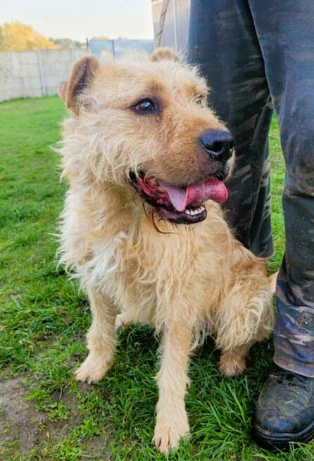 PESTO - piękny psiak w typie terriera szuka dobrego domu