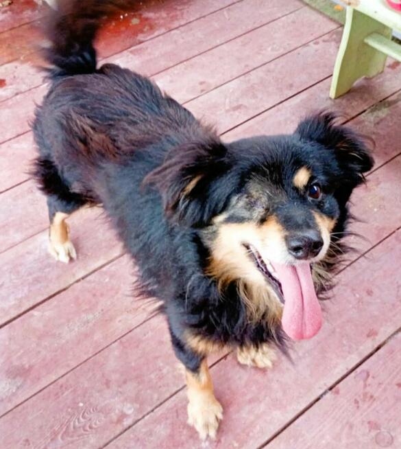 KRUCZEK - porzucony, niechciany psiak błaga o najlepszy dom