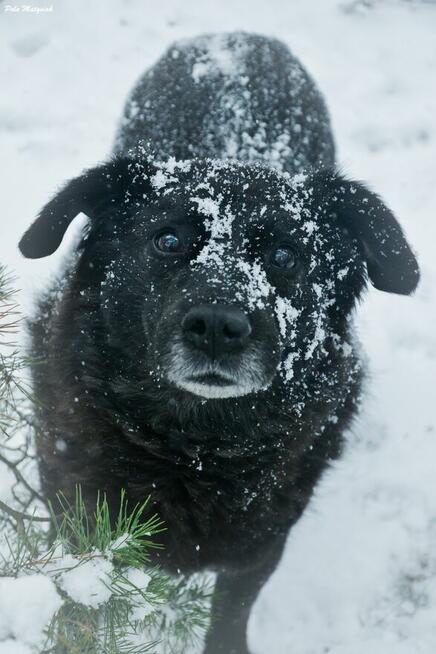 W 2019 roku Bratek został złapany na polu razem z trzema