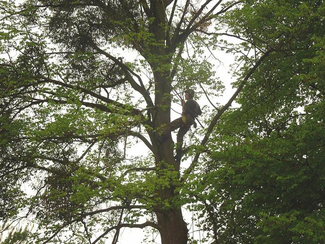 Przycinanie drzew, pielęgnacja drzew, wycinka Pruszków TANIO