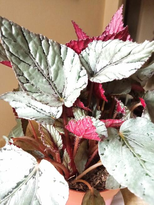 A może żyworódkę lub...