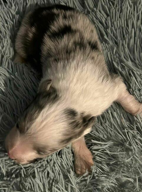 Border Collie suczka ZKwP