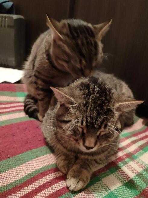 Koty do oddania. PILNIE!