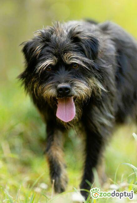 FIFI - cudny psiak w typie terriera szuka domu