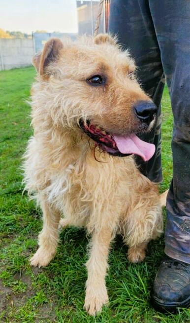 PESTO - piękny psiak w typie terriera szuka dobrego domu