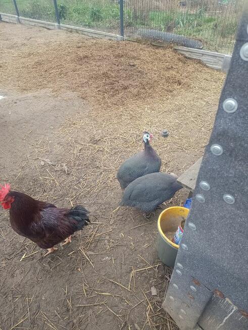 Sprzedam perliczki warszawa