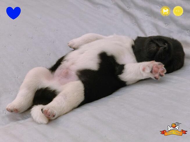 Szczenięta AKITA AMERYKAŃSKA - hodowla PlayTime FCI