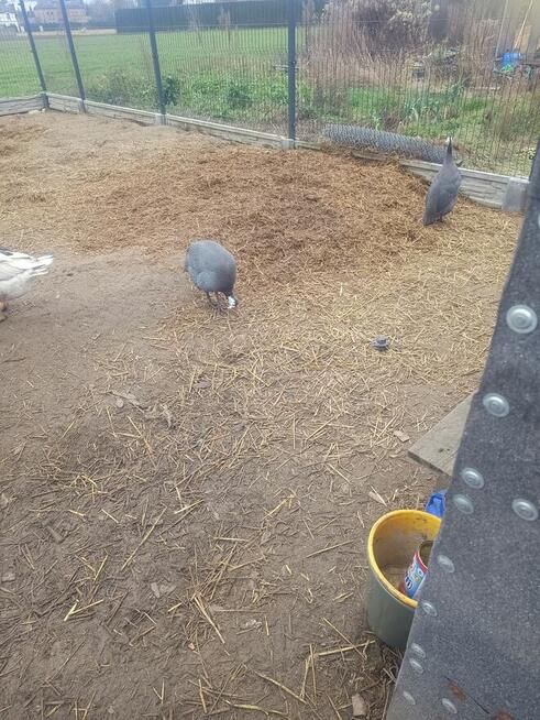 Sprzedam perliczki warszawa