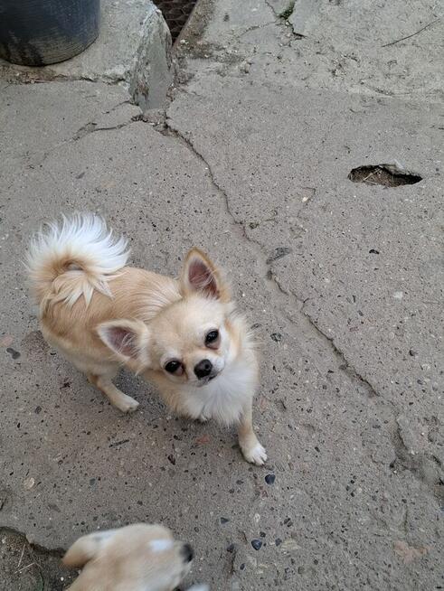 Chihuahua szczenięta w typie miniaturowym