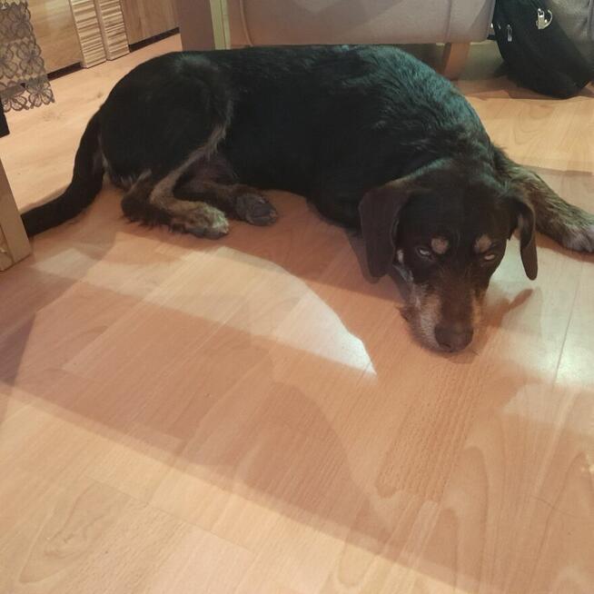 Oddam dużego kilkumiesięcznego psa