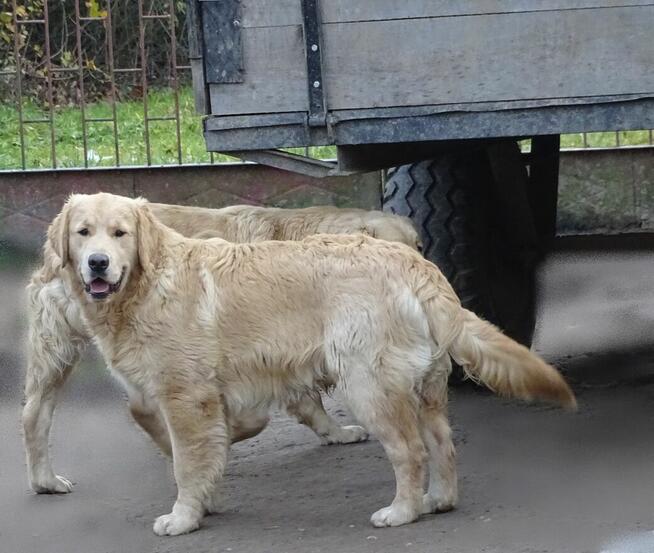 Golden retriever 8 miesięczne