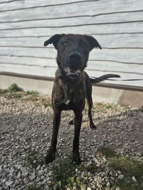 Blum - młody, wychowany z dziećmi, aktywny psiak!