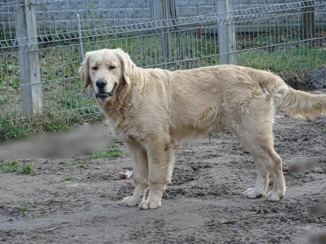 Golden retriever 8 miesięczne