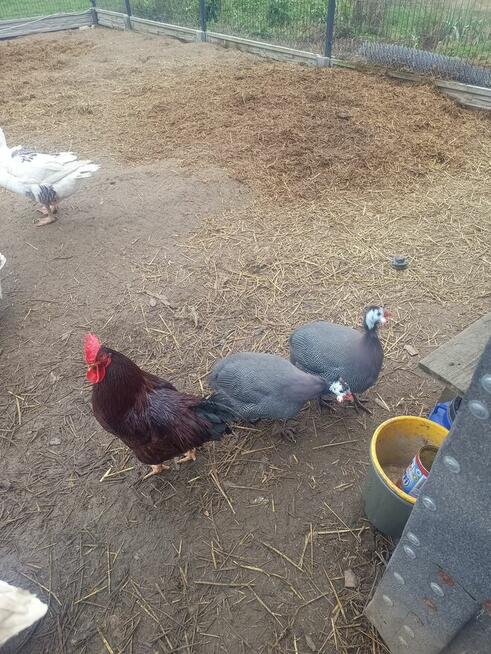 Sprzedam perliczki warszawa