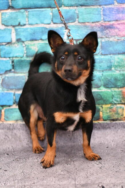 Mały Florek czeka w Schronisku na kochający domek!