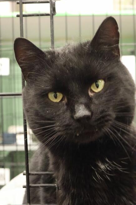 Czarny koci gentlemen szuka domu!