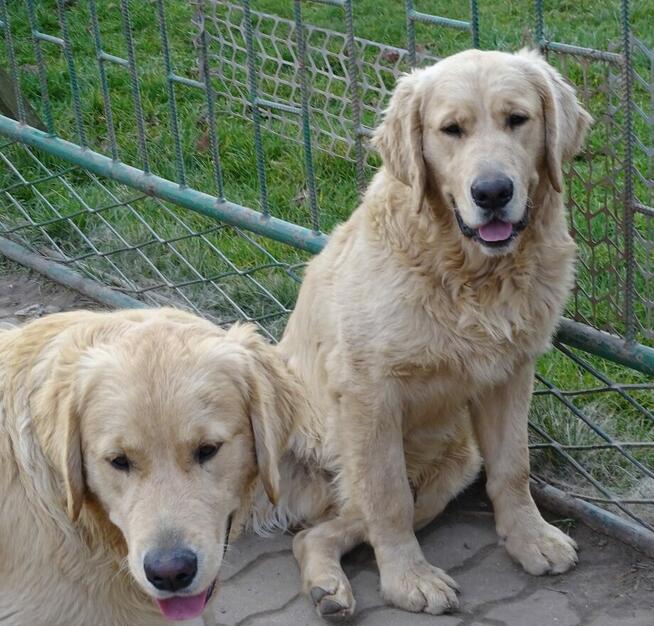 Golden retriever 8 miesięczne