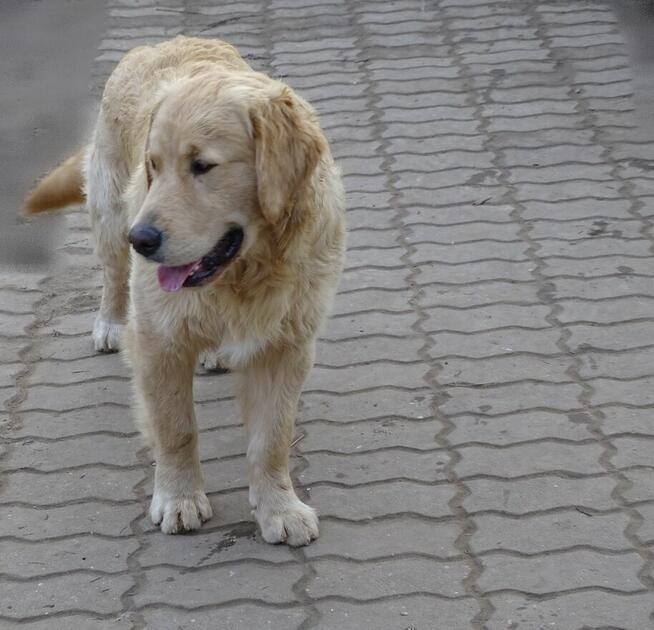 Golden retriever 8 miesięczne