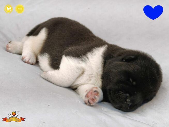 Szczenięta AKITA AMERYKAŃSKA - hodowla PlayTime FCI